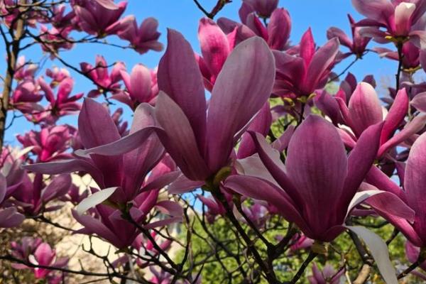 什么花的花语是暗恋男生，有石斛兰、大丽花等