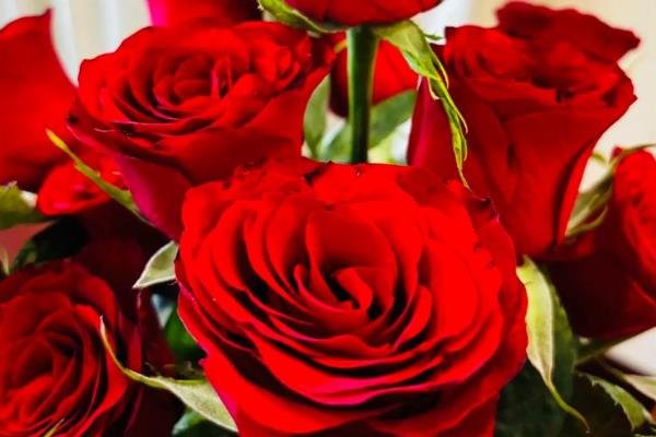 什么花的花语是暗恋男生，有石斛兰、大丽花等