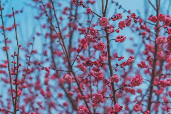 梅花有什么品质，不畏艰难且谦虚有礼