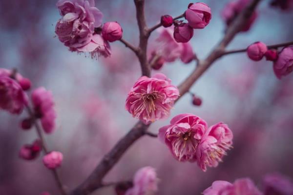 梅花有什么品质，不畏艰难且谦虚有礼