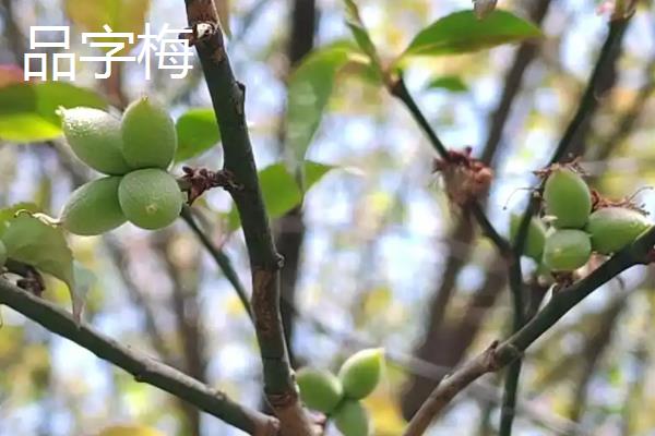 梅花有什么品质，不畏艰难且谦虚有礼