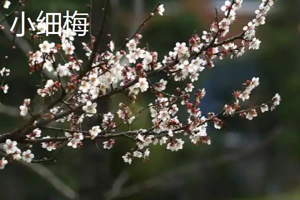 梅花有什么品质，不畏艰难且谦虚有礼