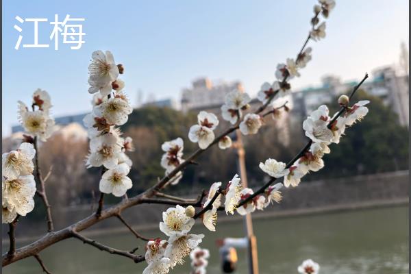 梅花有什么品质，不畏艰难且谦虚有礼