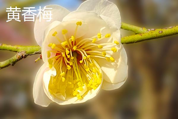 梅花有什么品质，不畏艰难且谦虚有礼