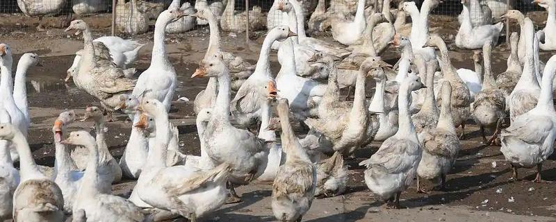 蛋鹅的价格，一斤需要11-15元左右