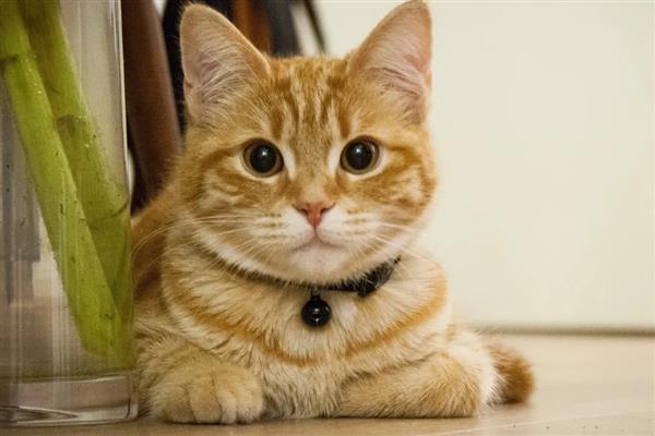 怎么判断猫咪患上了抑郁症，病猫喜欢躲在阴暗处舔毛