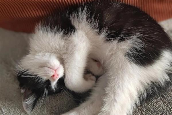 怎么判断猫咪患上了抑郁症，病猫喜欢躲在阴暗处舔毛