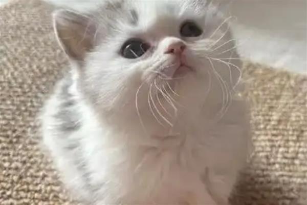 怎么判断猫咪患上了抑郁症，病猫喜欢躲在阴暗处舔毛