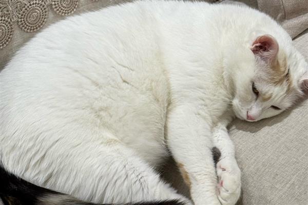 怎么判断猫咪患上了抑郁症，病猫喜欢躲在阴暗处舔毛