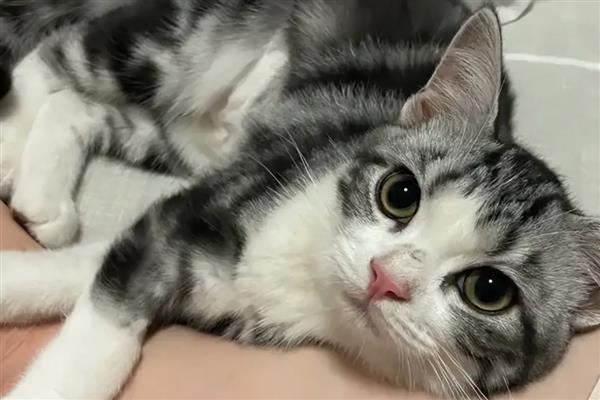 怎么判断猫咪患上了抑郁症，病猫喜欢躲在阴暗处舔毛