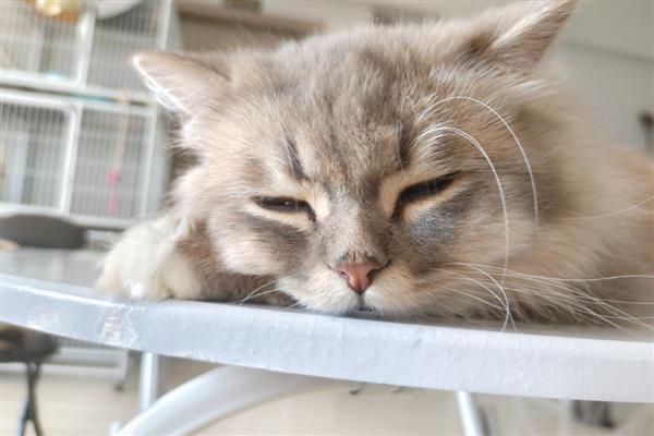 怎么判断猫咪患上了抑郁症，病猫喜欢躲在阴暗处舔毛