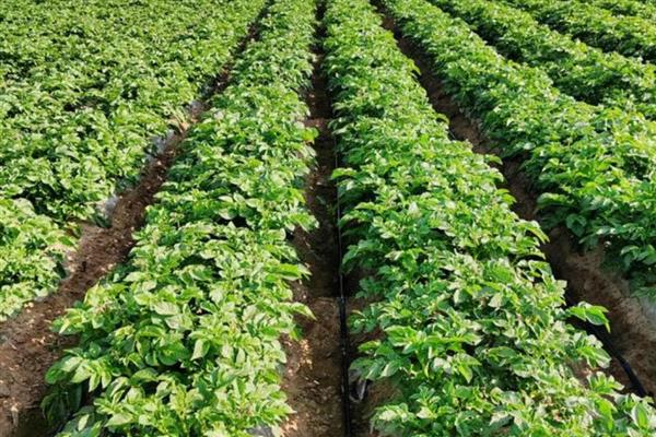 种土豆何时收获，不同地区的收获时间有区别