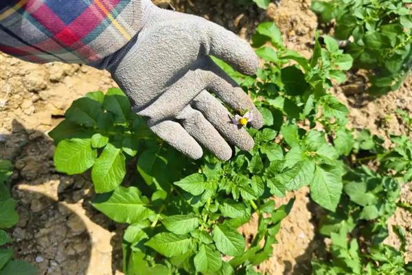 种土豆何时收获，不同地区的收获时间有区别