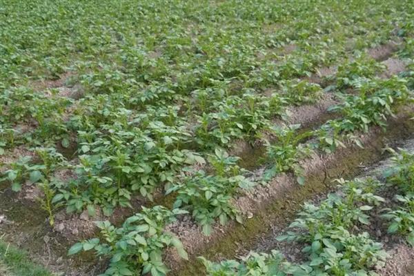 种土豆何时收获，不同地区的收获时间有区别