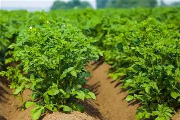 种土豆何时收获，不同地区的收获时间有区别