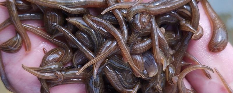 水蛭的生长周期，生长周期一般为一年半