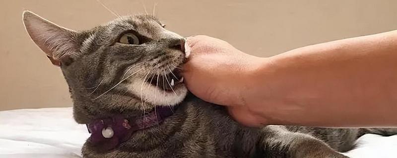 小猫爱咬人如何处理，因心情差、贪玩而咬人可为它提供玩具