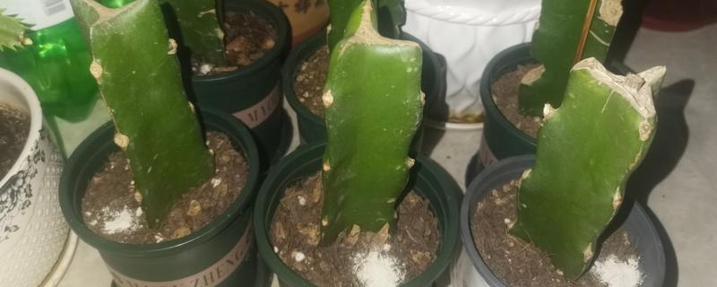 如何种植火龙果，可以扦插也可播种