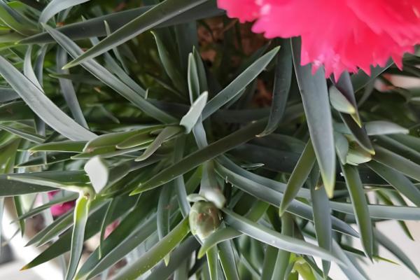 康乃馨喜阴吗，属于中日照植物