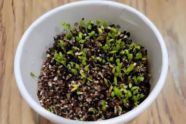 康乃馨喜阴吗，属于中日照植物