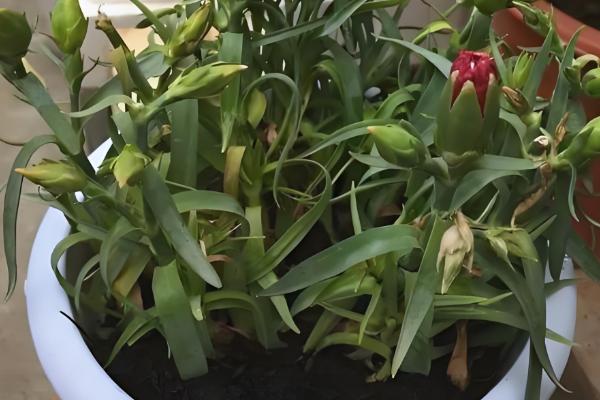 康乃馨喜阴吗，属于中日照植物