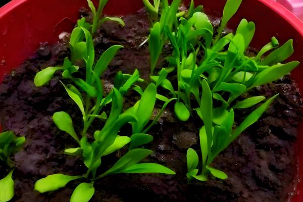 康乃馨喜阴吗，属于中日照植物