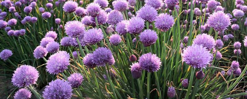 大花葱一年开多少次花，一年开一次花