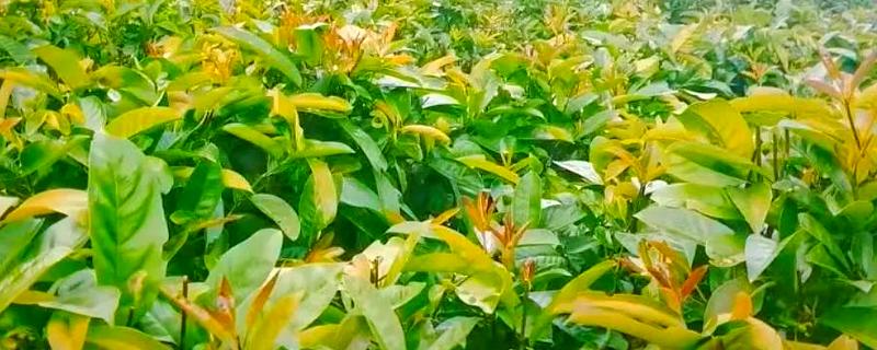 苦丁茶怎么种植，把株行距控制在2米×1.5米