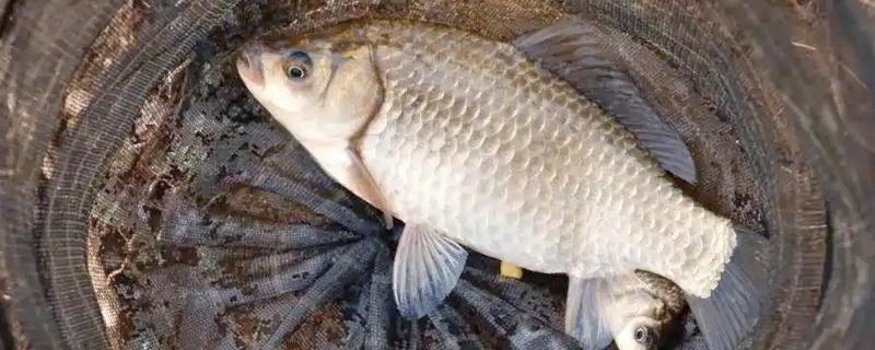 春钓鲫鱼应该钓深吗，早春作钓深度要达到2米以上