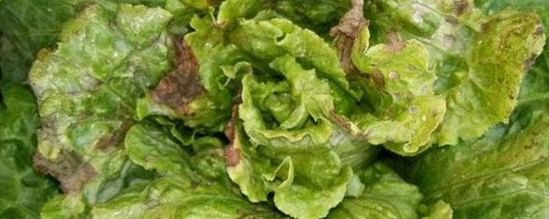 生菜霜霉病的防治方法，首先选用抗病良种