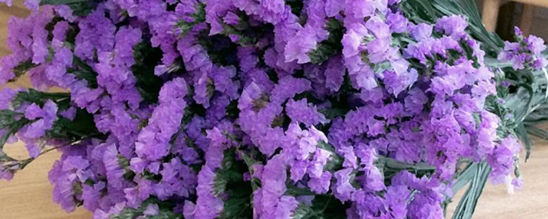 紫色勿忘我有什么花语，代表请想念我、玲珑可爱等含义