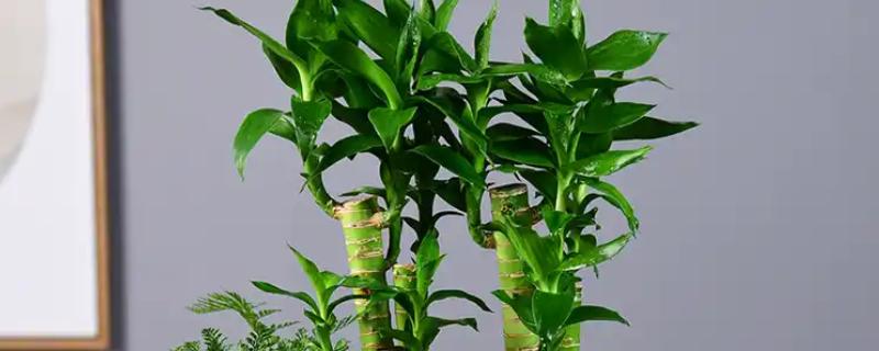 夏天怎么养富贵竹，可以放到半阴处养护