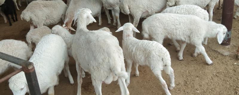 养羊如何避免近亲繁殖，可尝试调换种羊