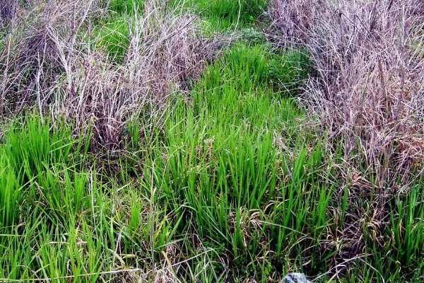 杂草有什么特点，品种多、生命力强、传播途径广