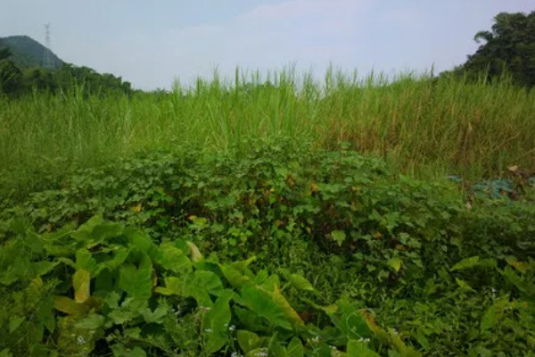 杂草有什么特点，品种多、生命力强、传播途径广