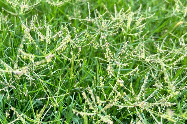 杂草有什么特点，品种多、生命力强、传播途径广