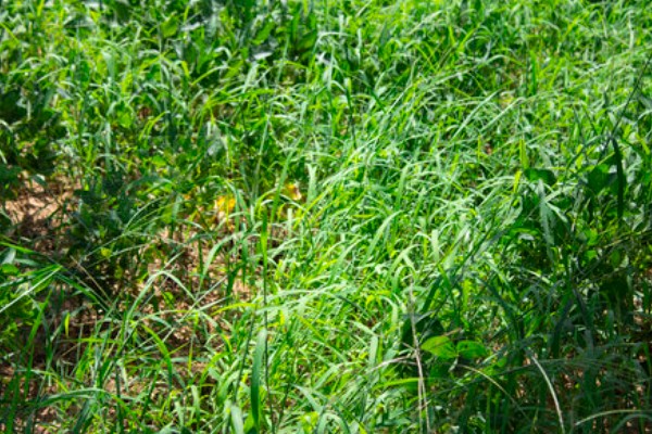 杂草有什么特点，品种多、生命力强、传播途径广