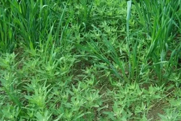 杂草有什么特点，品种多、生命力强、传播途径广