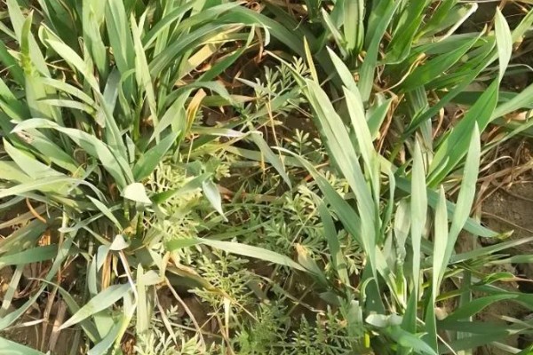 杂草有什么特点，品种多、生命力强、传播途径广