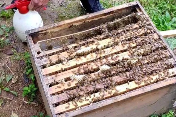 晚上合并蜂群要不要喷酒水,喷洒后可混淆气味避免蜂群相互厮杀