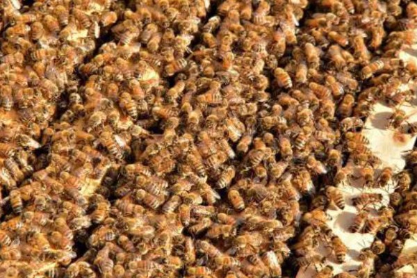 晚上合并蜂群要不要喷酒水,喷洒后可混淆气味避免蜂群相互厮杀