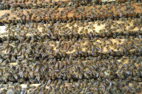 晚上合并蜂群要不要喷酒水,喷洒后可混淆气味避免蜂群相互厮杀