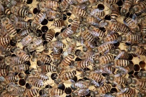 晚上合并蜂群要不要喷酒水,喷洒后可混淆气味避免蜂群相互厮杀