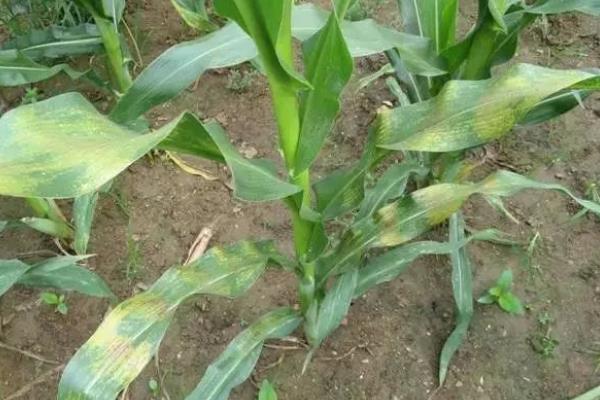 内青19玉米种子特征特性,适宜播种期4月下旬~5月上旬