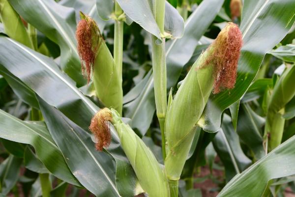 内青19玉米种子特征特性,适宜播种期4月下旬~5月上旬