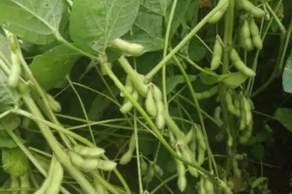 华豆116大豆品种的特性