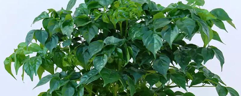 幸福树秋天落叶怎么处理，需要保持充足的光照