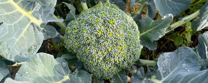 西兰花病毒病怎么防治，对种子做干热处理可清除病毒