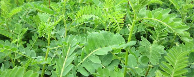 黄芪3年的亩产量，鲜货可达到1500斤左右