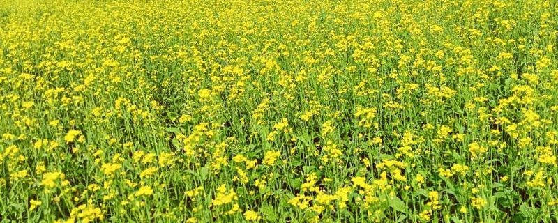 丹东油菜花在几月份开花，每年的3-4月份开花